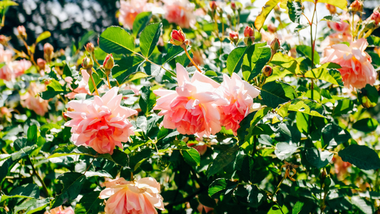 Does Zofla Natural Rose Water Really Last 12 Months Without Preservatives? Here’s the Truth!